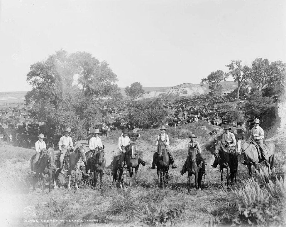 A group of mounted Texas cowboys on their stock saddles before a cattle herd, ca. 1901