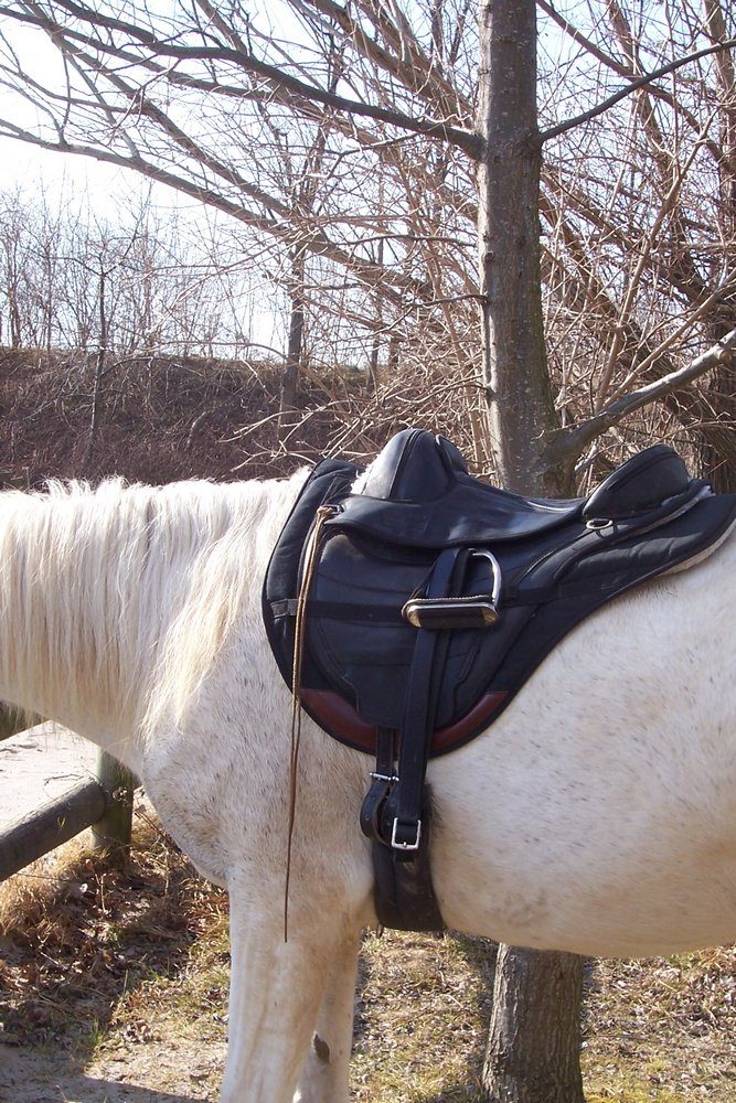 Treeless saddle on horse — flexible panel, no rigid tree, conforms to back shape